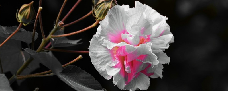 芙蓉花和牡丹的区别 芙蓉花是牡丹花一样么