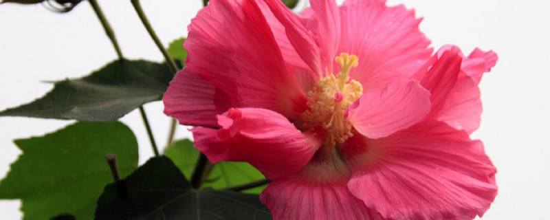 芙蓉花开花时多久施肥一次（芙蓉花开花施什么肥）