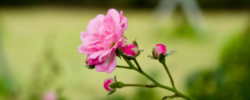 盆栽康乃馨可以水培吗（康乃馨能水培吗）