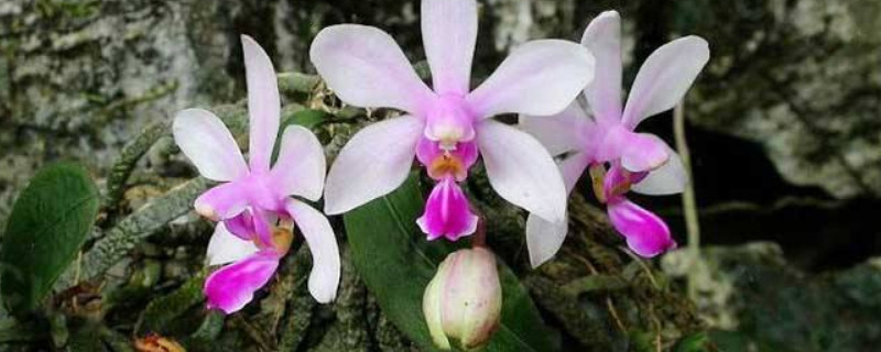 蝴蝶兰花枝断了如何救(蝴蝶兰的花枝断了怎么办)
