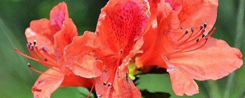 杜鹃花春天可以晒太阳吗 杜鹃花可以直接晒太阳吗