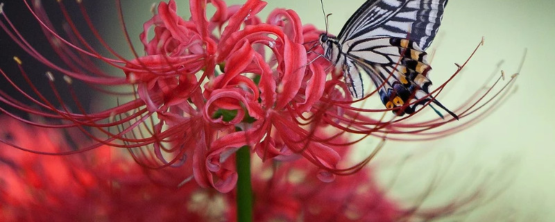 彼岸花需要施肥吗 彼岸花用什么花肥