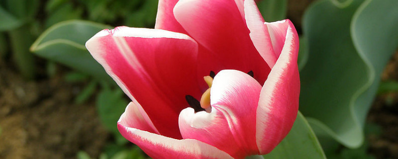 郁金香和百合可以一起水培吗 郁金香和百合哪个好养