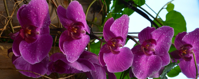 蝴蝶兰种植周期(蝴蝶兰养殖时间)