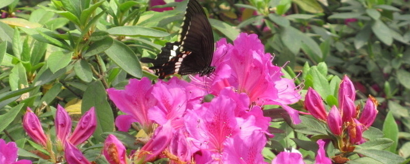 杜鹃花开完花掉叶子（杜鹃花开完花掉叶子怎么回事）