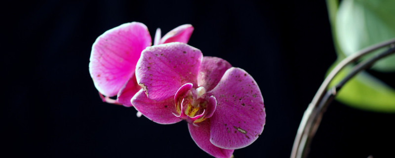 蝴蝶兰叶片有黏液是怎么回事（蝴蝶兰叶子有粘液是怎么回事）