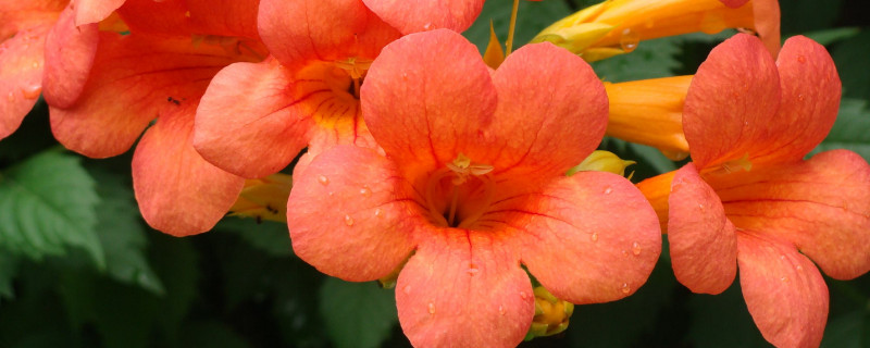 花生虫子了用什么方法能去掉(海棠花生虫子了用什么方法能去掉)