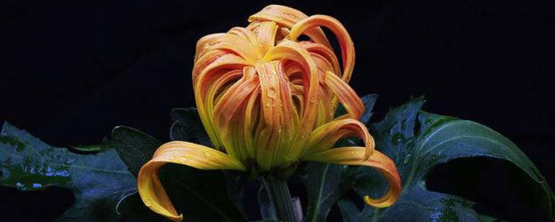 菊花的根的特点是什么 菊花属于什么根系