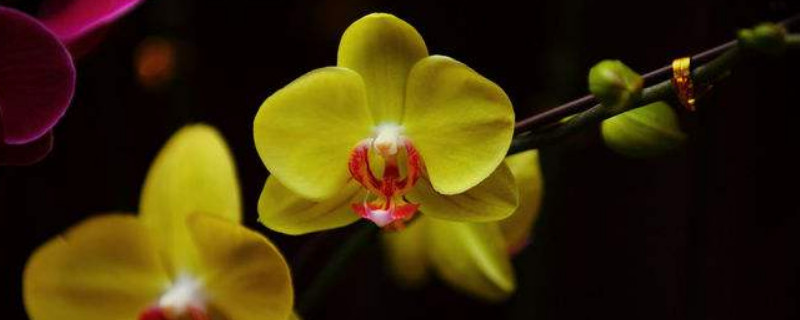 蝴蝶兰秋季怎么浇水和施肥 蝴蝶兰要不要浇水冬季