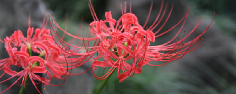 彼岸花叶子枯萎要等多久才开花（彼岸花叶子多久会枯萎）