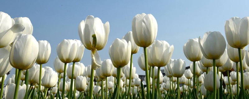 水培郁金香多久生根 水培郁金香几天长根