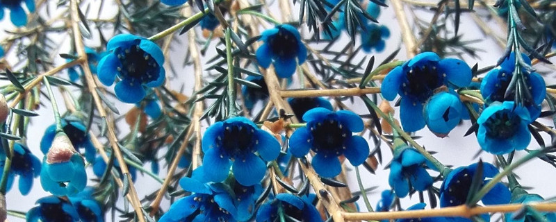 澳梅花怎么养（澳梅盆栽怎么养）