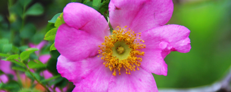 金樱子名字的由来 金樱子学名