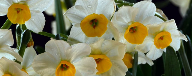 水仙沙培球种植方法（水仙花种球土培）