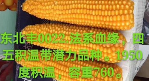 东北丰0022玉米种介绍（东北丰0022玉米种简介）