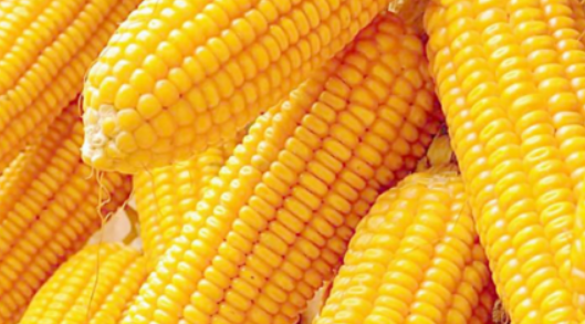 玉米产量每亩多少斤 水果玉米产量每亩多少斤