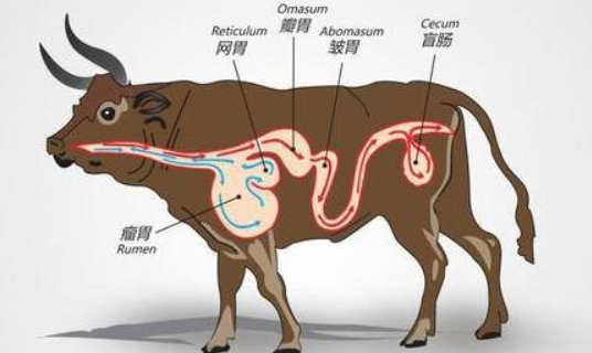 牛的四个胃分别叫什么名字（牛的四个胃都叫什么名字）