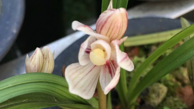 建兰一年能开花几次 建兰花一年开几次花