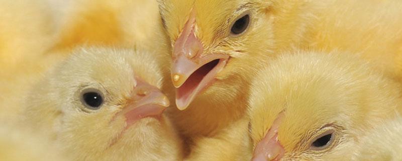 为什么下雨鸡不知道躲雨（下雨了鸡会自己躲雨吗）