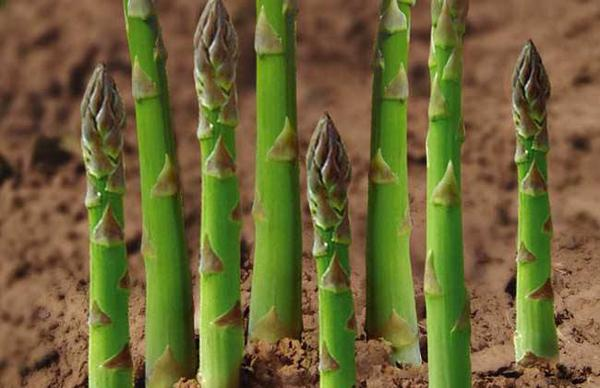 芦笋种子种植方法 芦笋种子种植方法图片