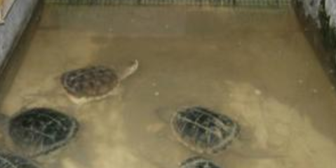 乌龟养殖（乌龟养殖成本与利润）