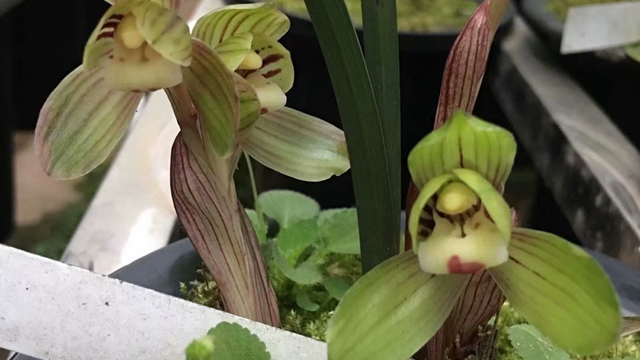 绿云兰花的种植技术（绿云兰花的种植技术与管理）