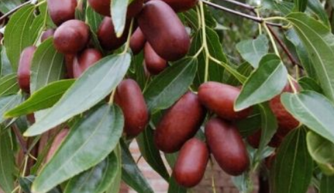 长木枣是什么，长木枣的养殖方法（长木枣图片）
