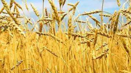 小麦品种介绍（郑麦136小麦品种介绍）