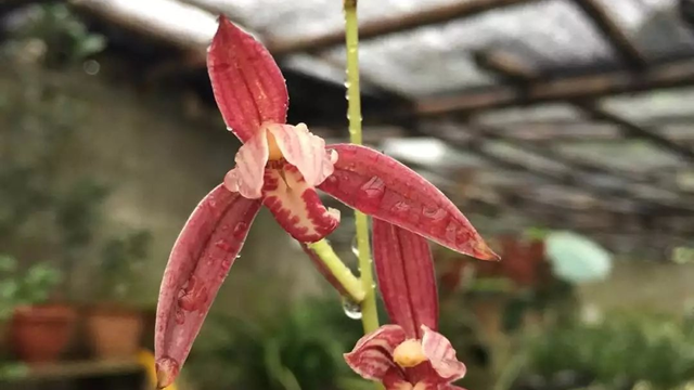 醉美人兰花特点 醉美人兰花属于哪一类兰花