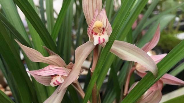 蕙兰花花会开多长时间 蕙兰花什么时候开花
