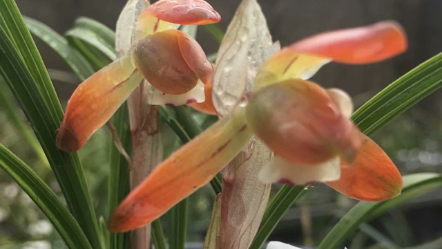 送大花蕙兰寓意（送大花蕙兰寓意好吗）
