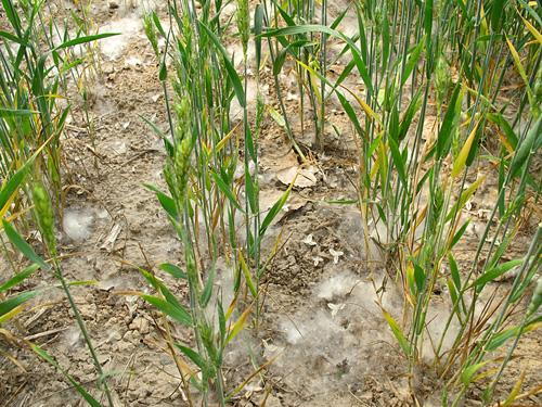 小麦干旱防治方法（春季小麦病害的防治措施）