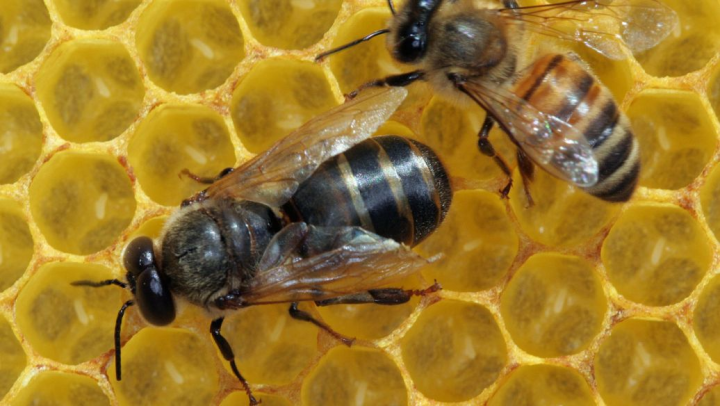 无刺蜂蜜的治疗作用（无刺蜂蜜的功效）