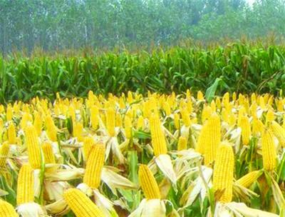 玉米亩产量有多少（玉米亩产量有多少种）