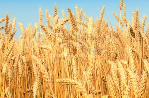 小麦的种植方法 小麦的种植方法和成长规律