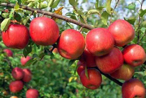 苹果摘袋后打什么杀菌药 苹果摘袋前打什么杀虫剂