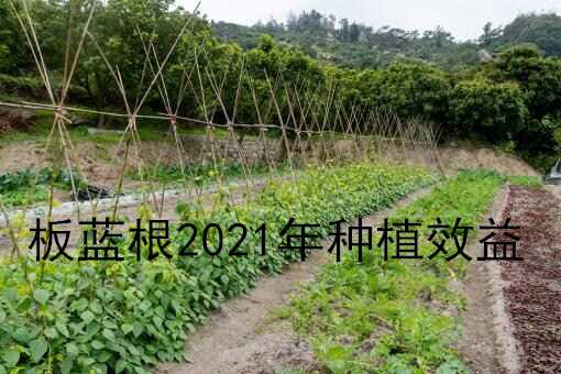 板蓝根2021年种植效益