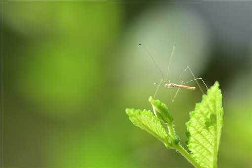 常见的驱蚊植物有哪些（常见的驱蚊植物有哪些种类）