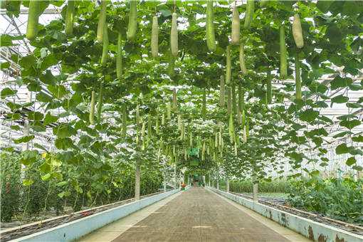 夏季大棚蔬菜高产技术