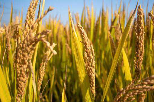 超级稻亩产多少 超级稻亩产多少斤