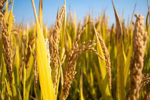 2020年湖南种植水稻补贴多少钱（2021年湖南省稻谷补贴多少钱一亩）