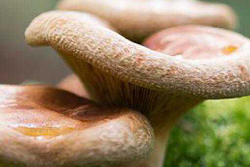 松树菌的保存方法有哪些 松树菌的保存方法有哪些视频