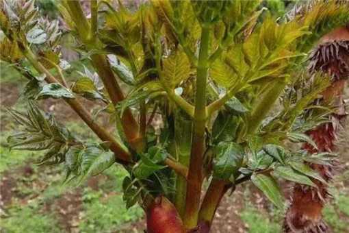 刺老包、刺包菜种植前景和效益如何 山野菜刺老包种植技术