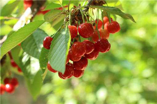 樱桃产业扶贫助推农民增收的途径