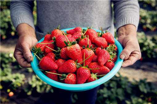 2020年个体户栽培高架草莓赚钱吗 2020种植草莓还能赚钱吗