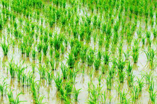 南方水稻一年几熟 北方水稻一年几熟