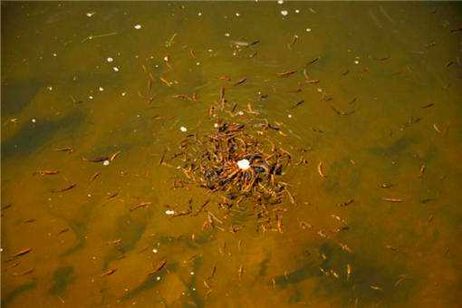 新挖的鱼塘怎样处理消毒 新挖的鱼塘怎样处理消毒杀菌