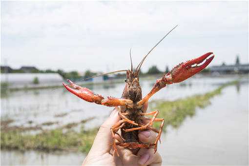 梅雨季小龙虾养殖管理方法有哪些 小龙虾养殖时间及技术