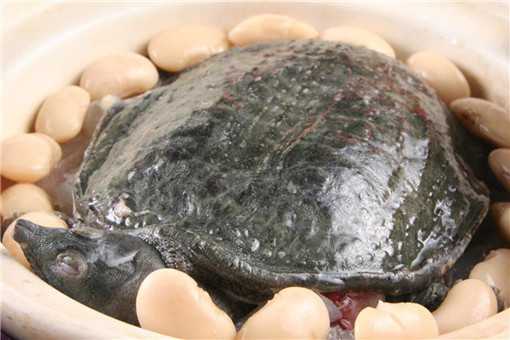 2020养殖的甲鱼能吃吗 2020养殖的甲鱼能吃吗有毒吗