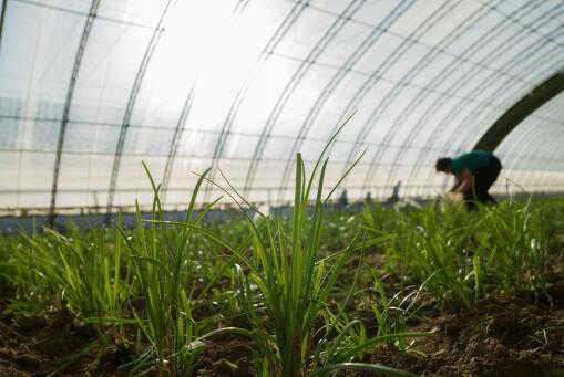 大棚韭菜什么时候种植 大棚韭菜什么时候种植最好